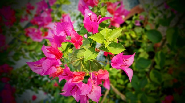 Optimisez votre nettoyage de sols avec le balai trapèze best hygiène